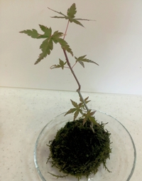 カメリアサロン会de苔玉作ったよ♪ カメリアサロン会de苔玉作ったよ♪