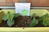 おおきくなぁれ おおきくなぁれ