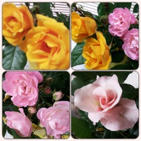 ❤一番咲きの薔薇のプレゼント❤ ❤一番咲きの薔薇のプレゼント❤