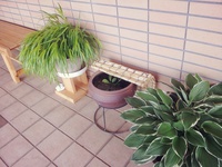 メダカ飼い始めました♪ メダカ飼い始めました♪