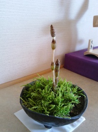 土筆みーつけた??