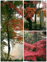 根香寺の紅葉 根香寺の紅葉
