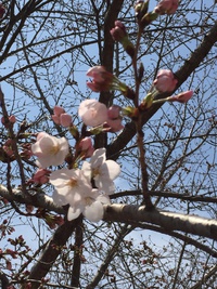 お花見で「春を食べよう」 お花見で「春を食べよう」