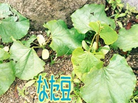 えんさモーニング♪ えんさモーニング♪