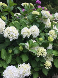 紫陽花 といえば・・・ 勝名寺 紫陽花 といえば・・・ 勝名寺