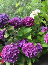 *大寿苑の紫陽花* *大寿苑の紫陽花*