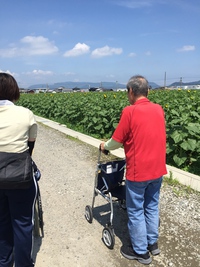 *仏生山のひまわり* *仏生山のひまわり*