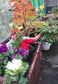 寄せ植え 寄せ植え