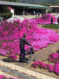 ☆芝桜☆ ☆芝桜☆