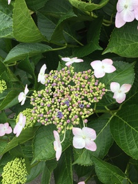 紫陽花 といえば・・・ 勝名寺 紫陽花 といえば・・・ 勝名寺