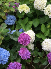 紫陽花 といえば・・・ 勝名寺 紫陽花 といえば・・・ 勝名寺