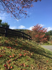 桃太郎神社も紅葉 桃太郎神社も紅葉