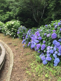 紫陽花 といえば・・・ 勝名寺 紫陽花 といえば・・・ 勝名寺