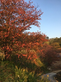 紅葉が見頃♪ 紅葉が見頃♪