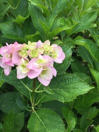 紫陽花 といえば・・・ 勝名寺 紫陽花 といえば・・・ 勝名寺