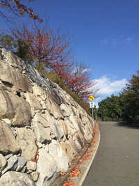 桃太郎神社も紅葉 桃太郎神社も紅葉