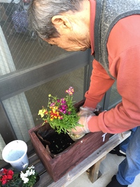 寄せ植え 寄せ植え