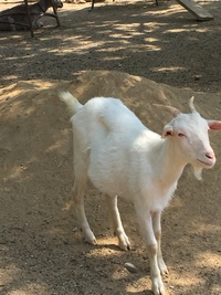 やぎ飼い準備開始てす やぎ飼い準備開始てす