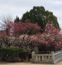 梅〜滝宮天満宮へ♪ 梅〜滝宮天満宮へ♪