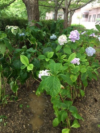 *大寿苑の紫陽花* *大寿苑の紫陽花*