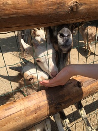 やぎ飼い準備開始てす やぎ飼い準備開始てす