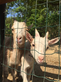 やぎ飼い準備開始てす やぎ飼い準備開始てす