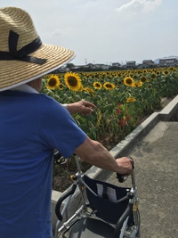ひまわりとかき氷 ひまわりとかき氷