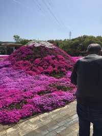 ☆芝桜☆ ☆芝桜☆