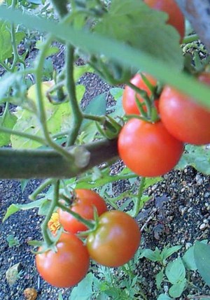 ★和風えんざモーニング★