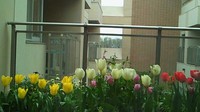 咲いた~♫チューリップの花