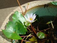 里帰り