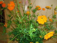 花盛り