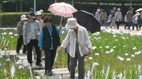 花菖蒲で勝負・・・!?