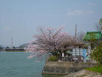 お花見