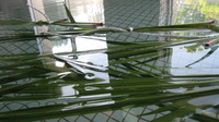しょうぶ湯