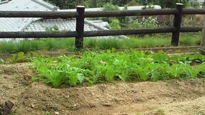 大寿苑文化祭♪