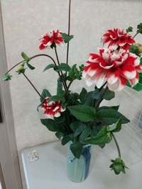 短冊に願いを込めて・・・♪