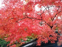 紅葉~