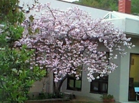 牡丹桜満開♫
