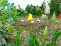 春の嵐