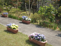 春の花が咲き誇っています♡