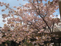 春の花が咲き誇っています♡