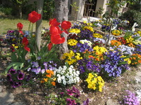 春の花が咲き誇っています♡