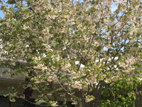 春の花が咲き誇っています♡