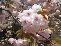 春の花が咲き誇っています♡