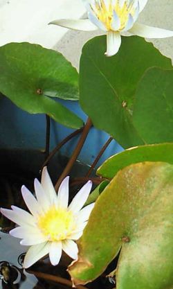 ✿蓮の花✿