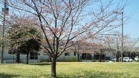 ✿グループホームあいでお花見✿