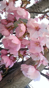 花のこルンルン