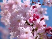 ♥桜満開♥