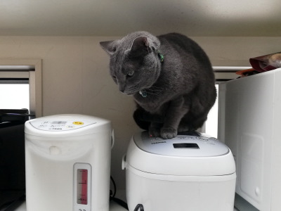 炊飯器とポットで暖を取る猫
